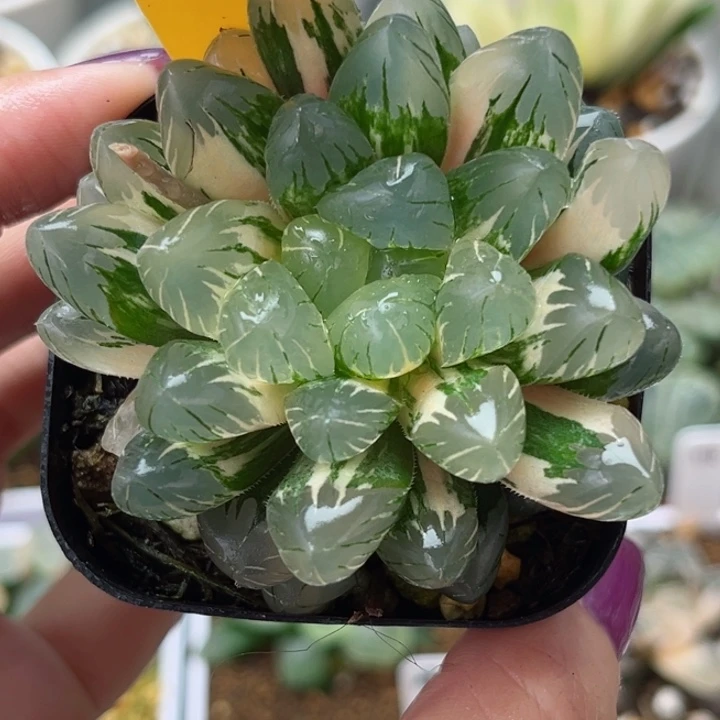 233冰灯玉露锦哈哈哈哈哈