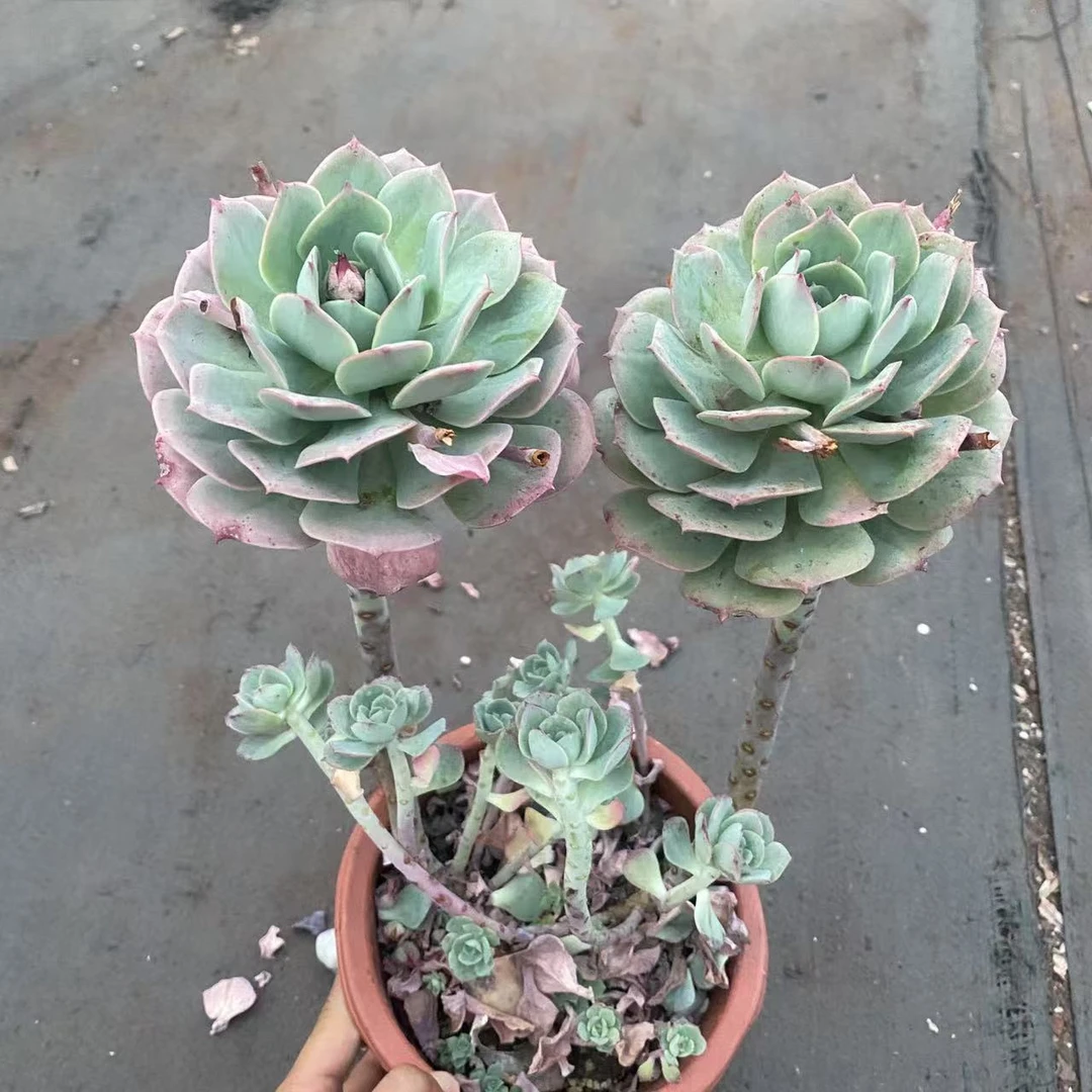 克罗地亚   多肉植物云南基地直发货 新手好养 室内外办公室