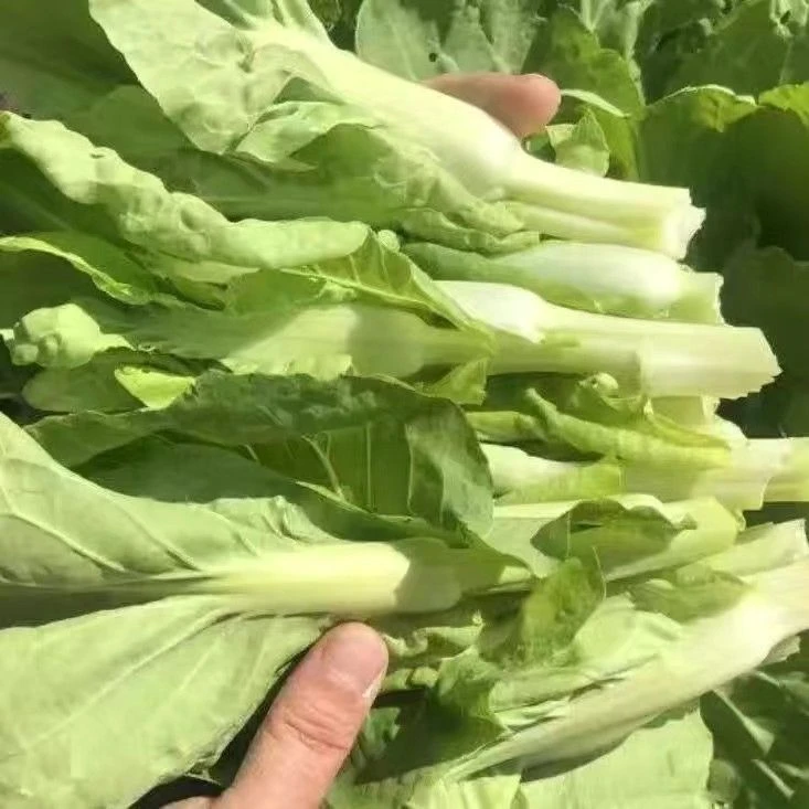 新鲜白菜苔没有打过任何农药没有施过化肥没有打过生长素