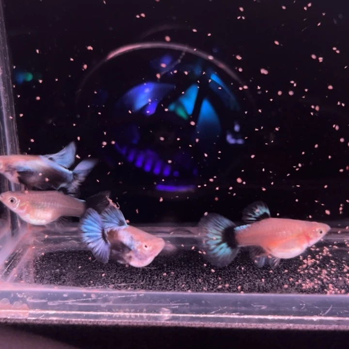 孔雀鱼大耳朵象牙球2对