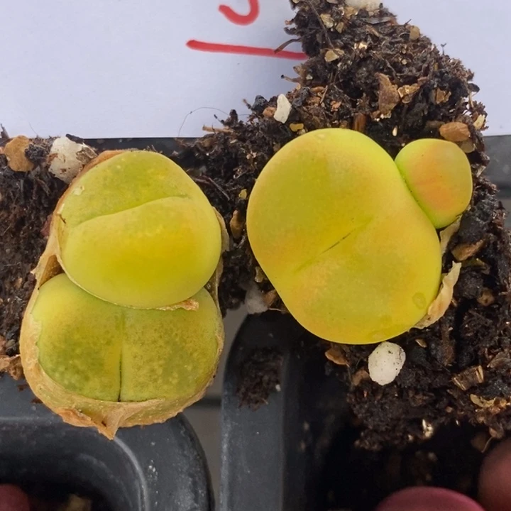 1461两颗一组一组