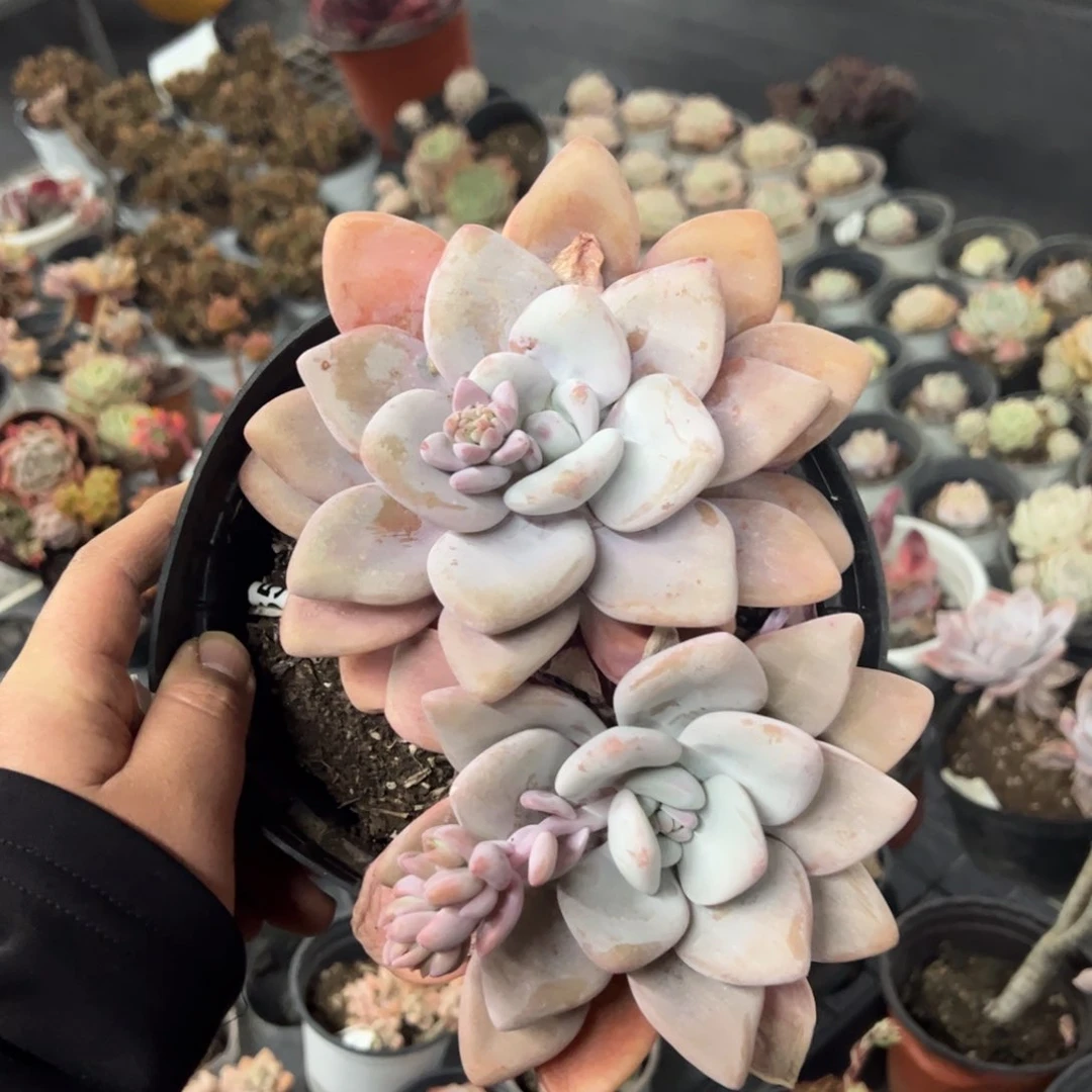 1509粉兔一物一拍