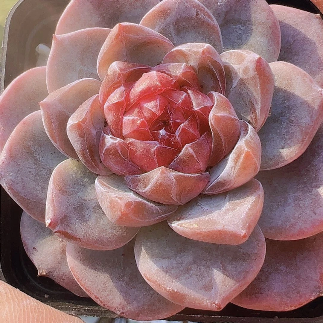 5.5盆冰魄19？包邮多肉