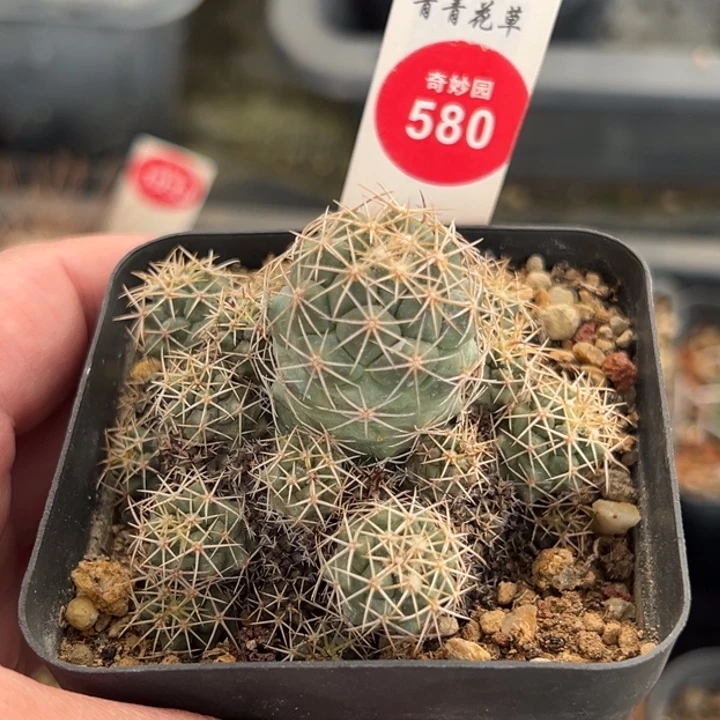 实生顶花枪骑士群一棵