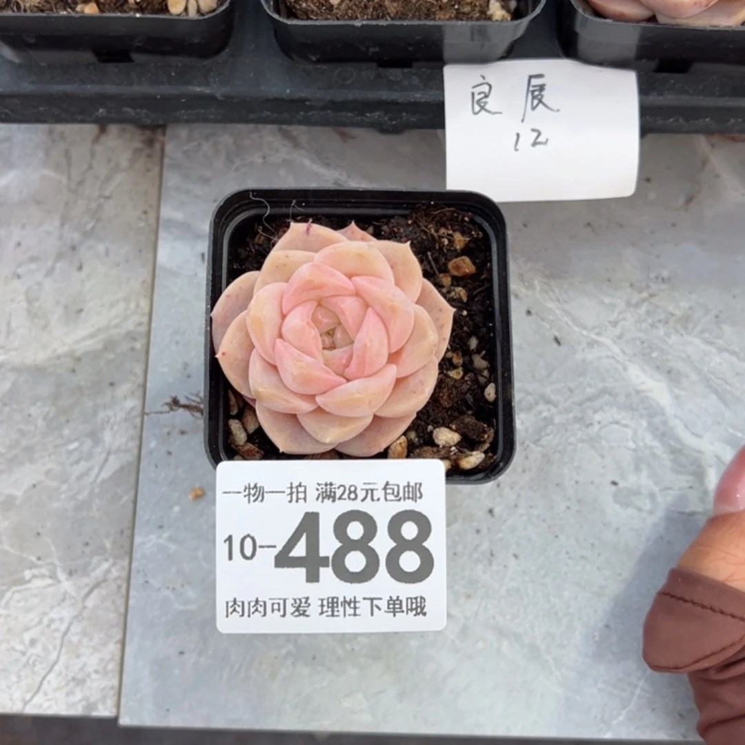 ?*C良辰多多肉多肉