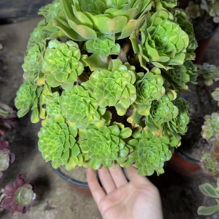 24655南琉璃多肉植物