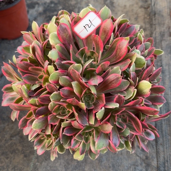 121号浣纱法师植物