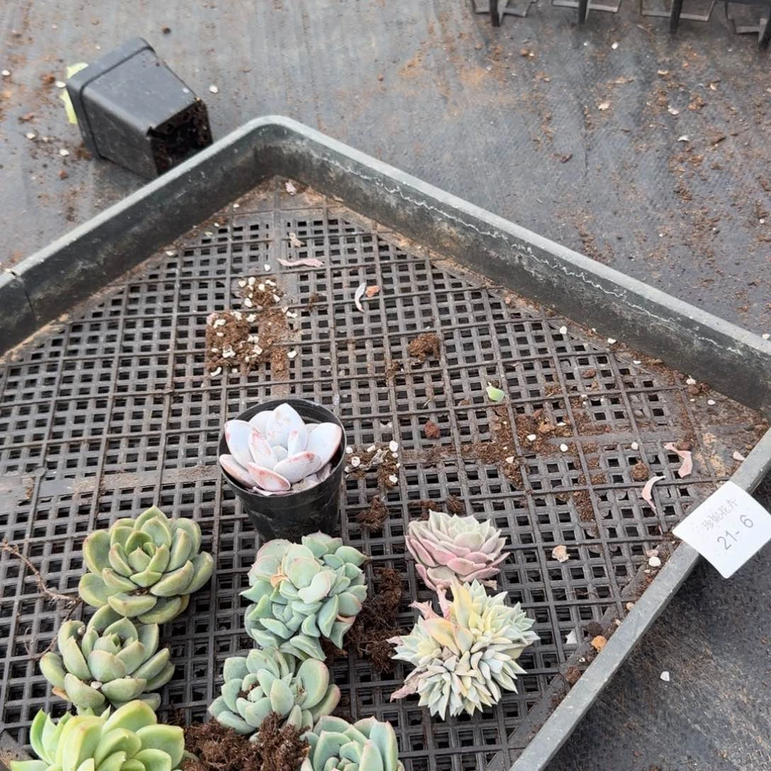 21-6珍妮组合十棵量拍