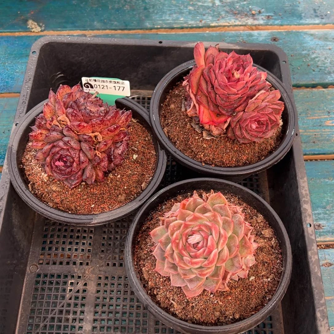 从前慢多肉精选编号0121.177