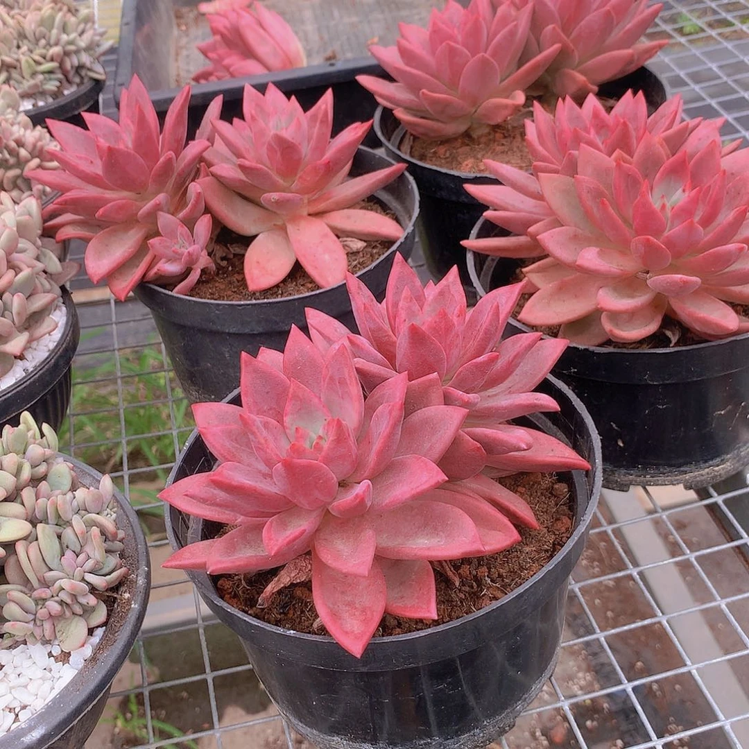 赫菲虞2457788999999