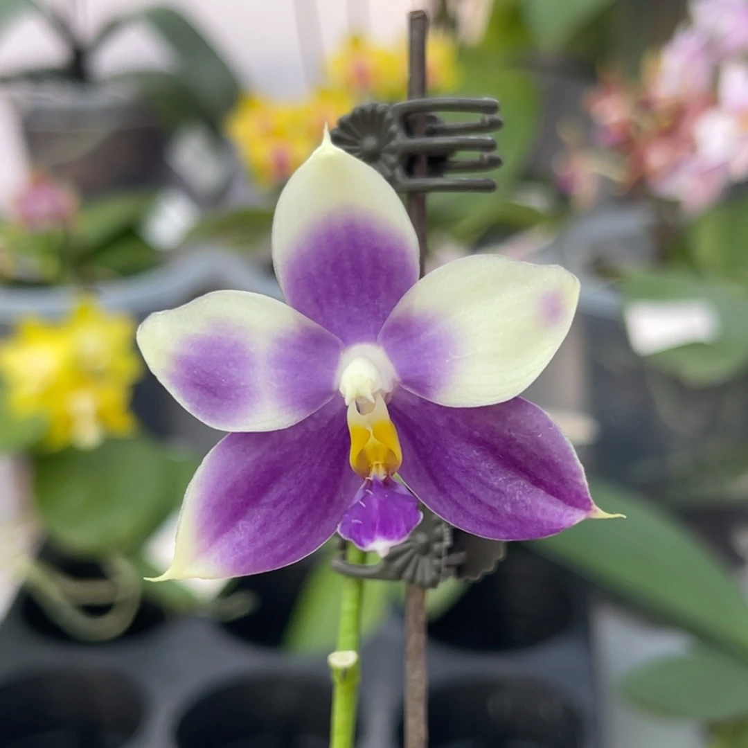 完全开放1444 3寸蓝槟城宝石交珍妮弗 一物一拍