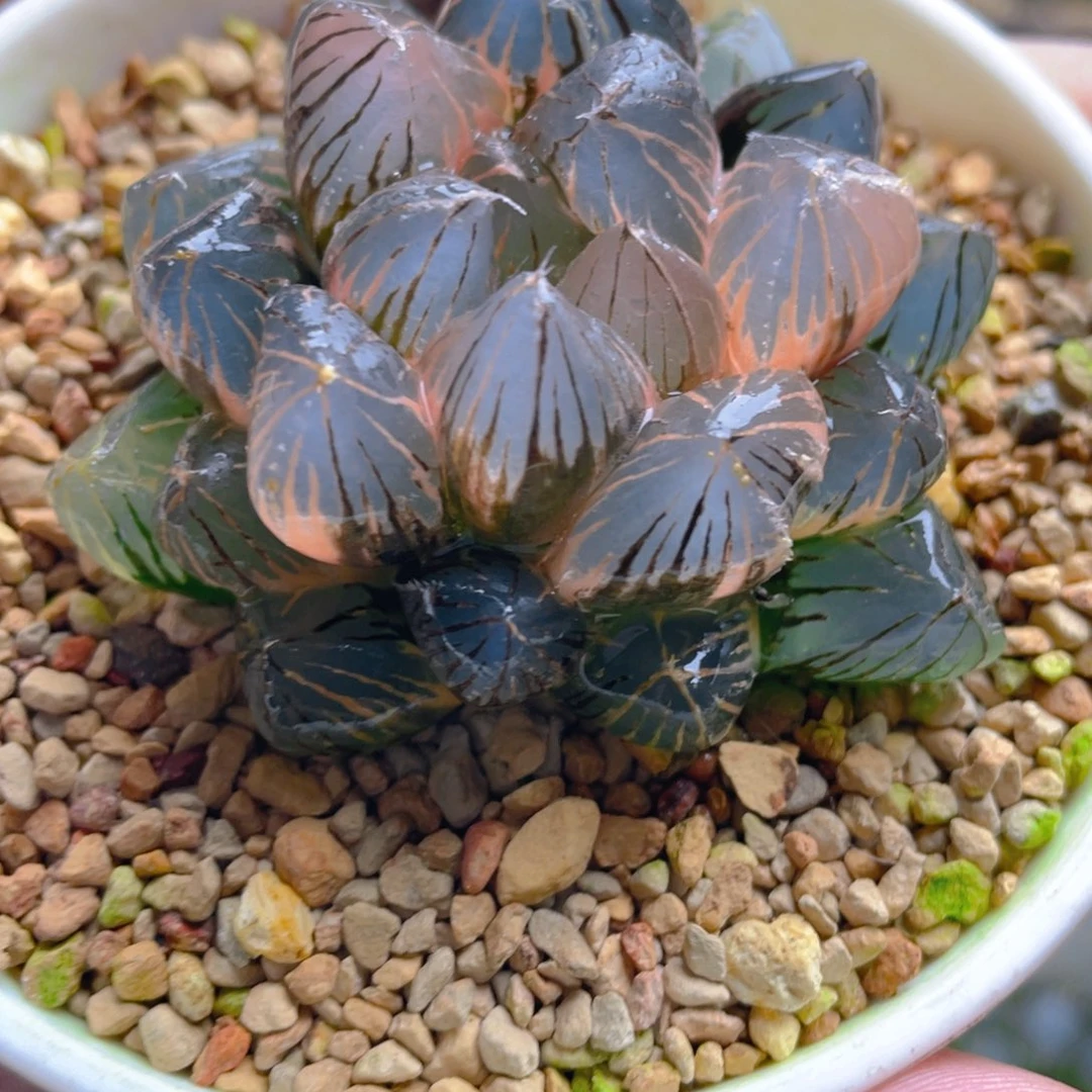 18.十二卷龙爪玉露锦。
