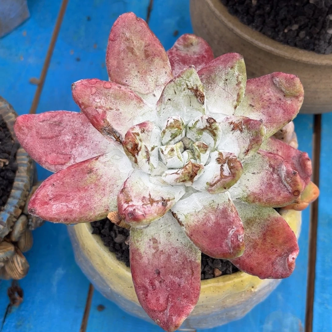 拇指杂，仙女杯多肉