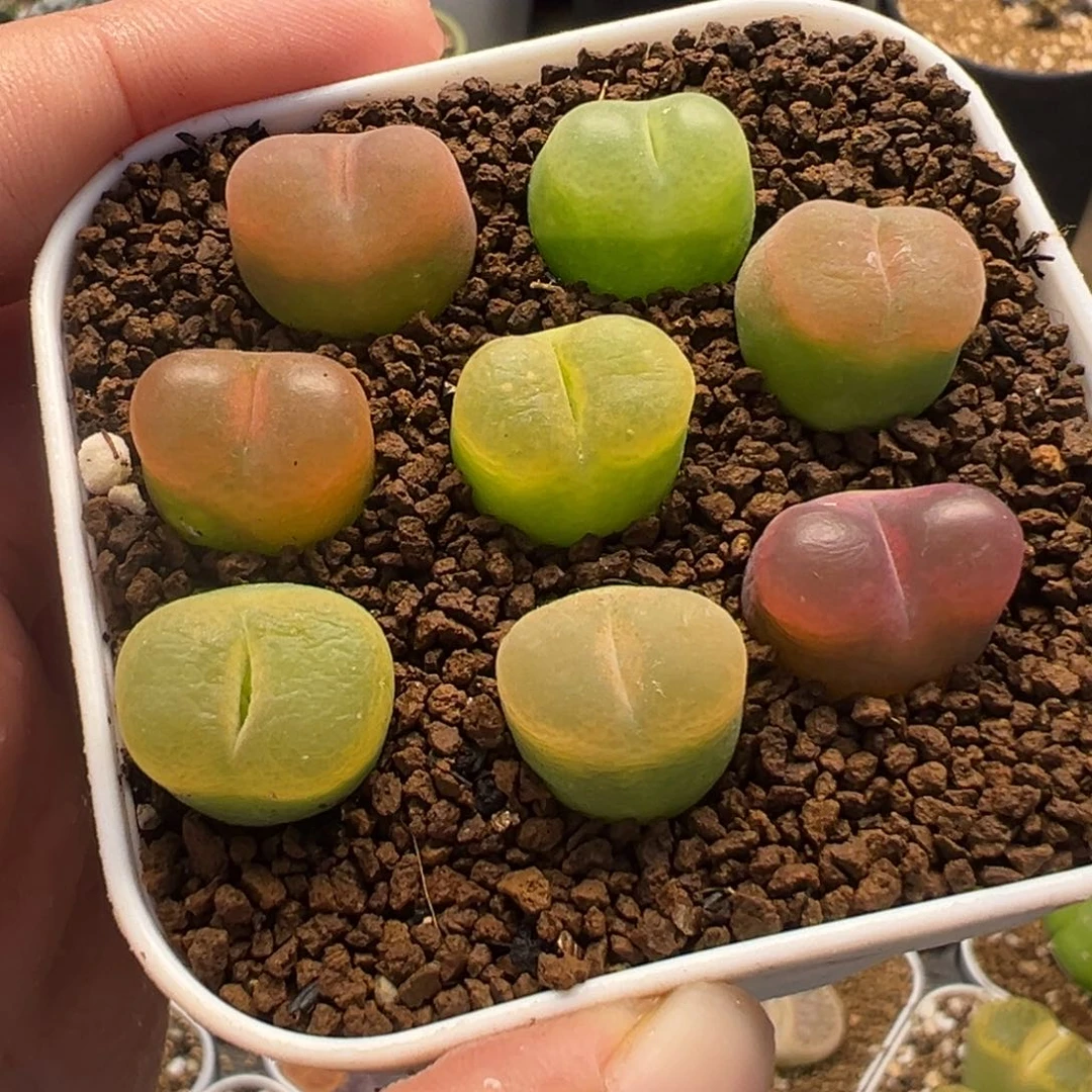 822多肉植物种类多样