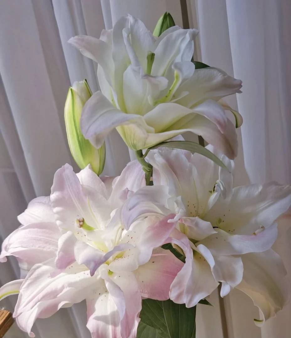 《潜水艇》1颗11/12重瓣香水百合球 【三颗带一包肥料；五颗带两包】