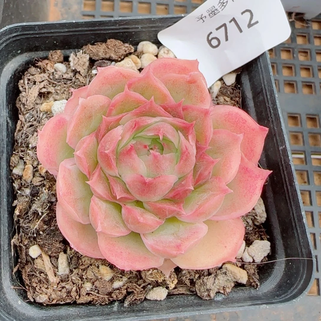 水晶虾饺，6712多肉植物