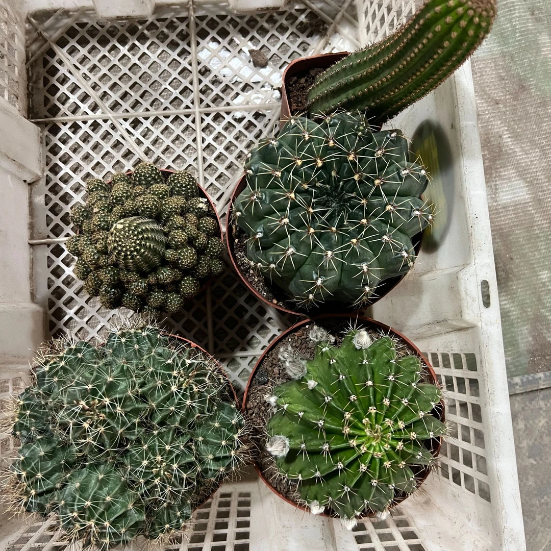 二妹园艺（限定福利 5颗组合）仙人球满18包邮随机发