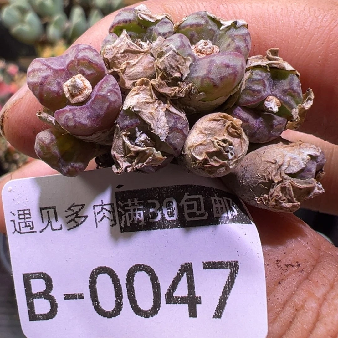 多肉植物1111111111111