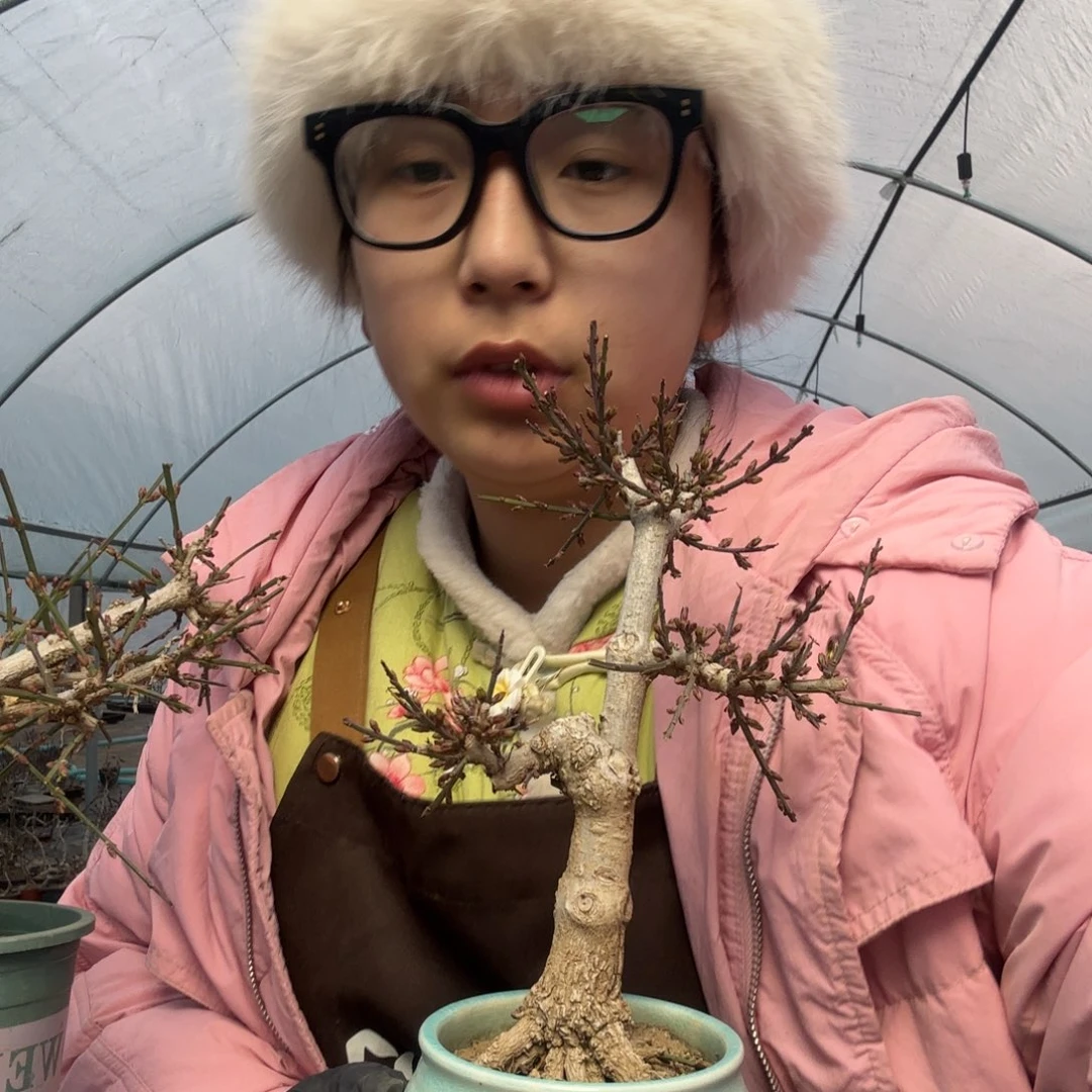 潇***像迎春花盆景盆栽