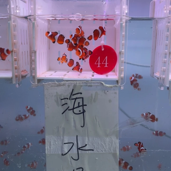 海水鱼瑕疵公子9条2.5-3