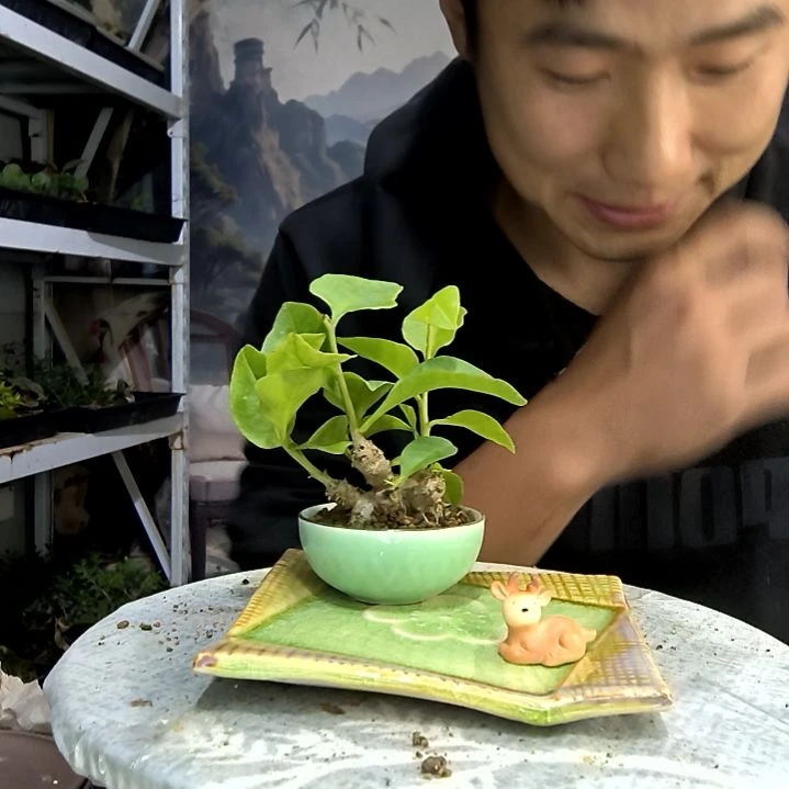 无花朵逢*中青园艺281