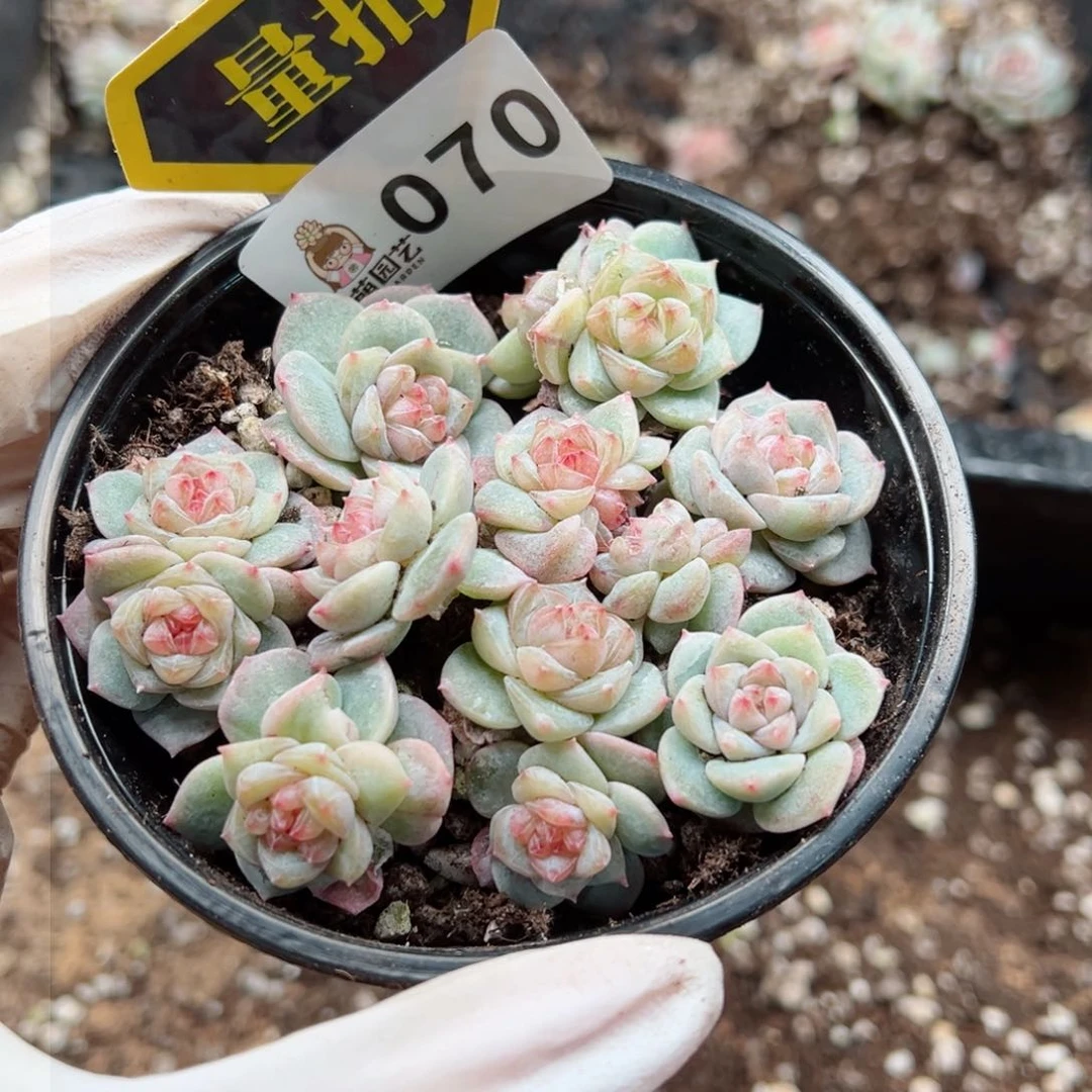 多肉植物多肉植物