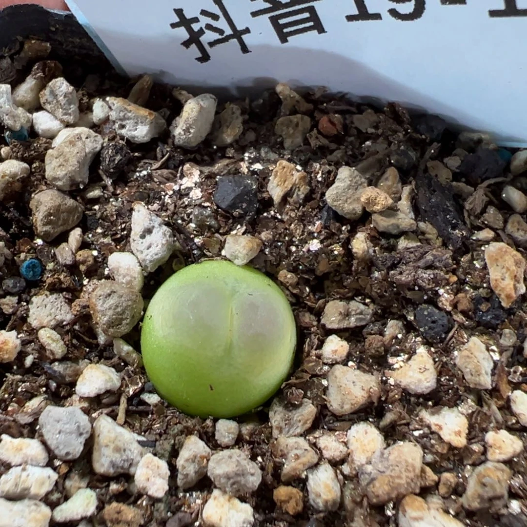 19-193拉登多肉植物，