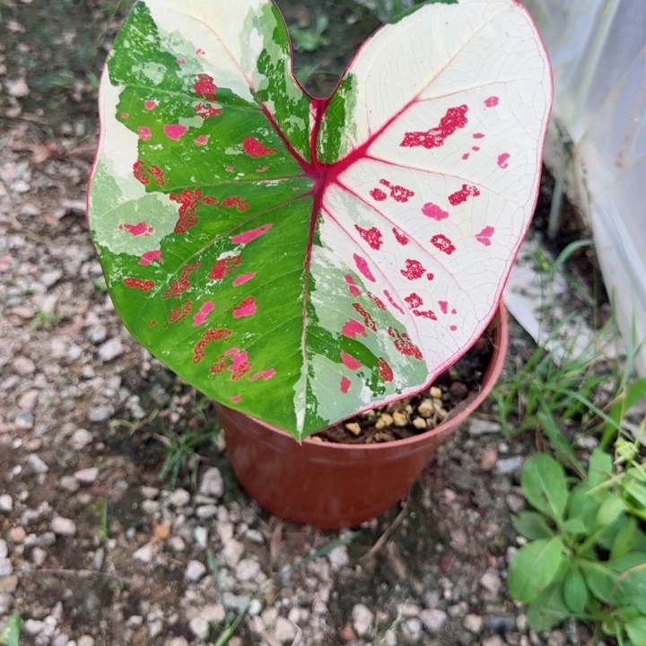 C***l无花朵泰彩铠甲Q5868