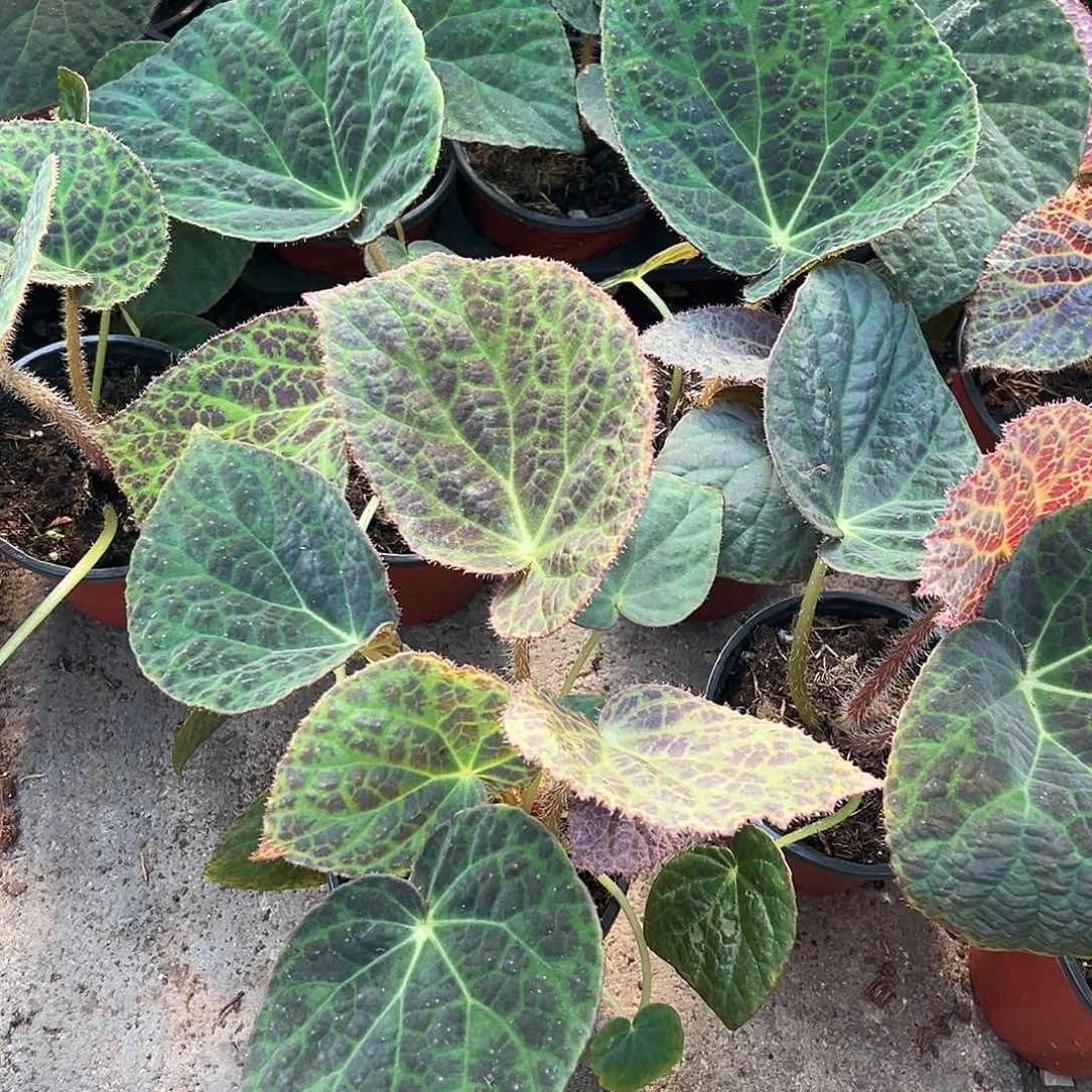 完全开放滇缅 2颗不售后