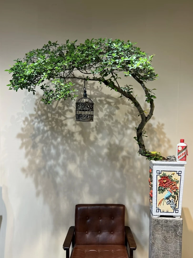 海岛栀子花精品老桩自然大飘枝意境绿植盆景