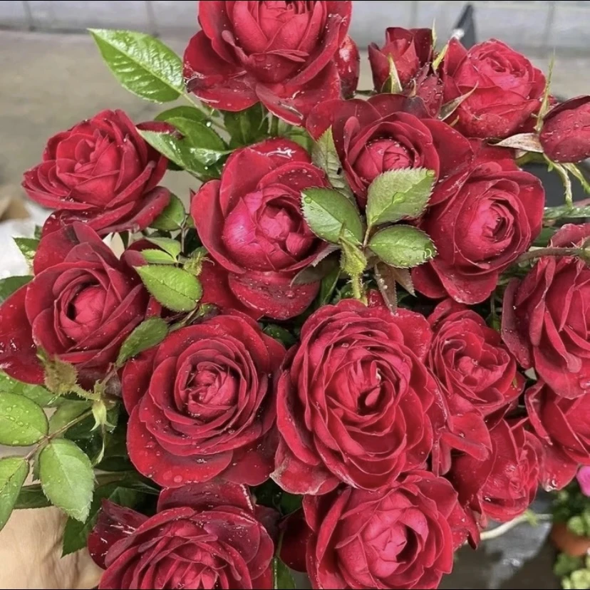 西哥【中国红】【大花美人】花苞发货月季花苗四季开花浓香庭院阳台