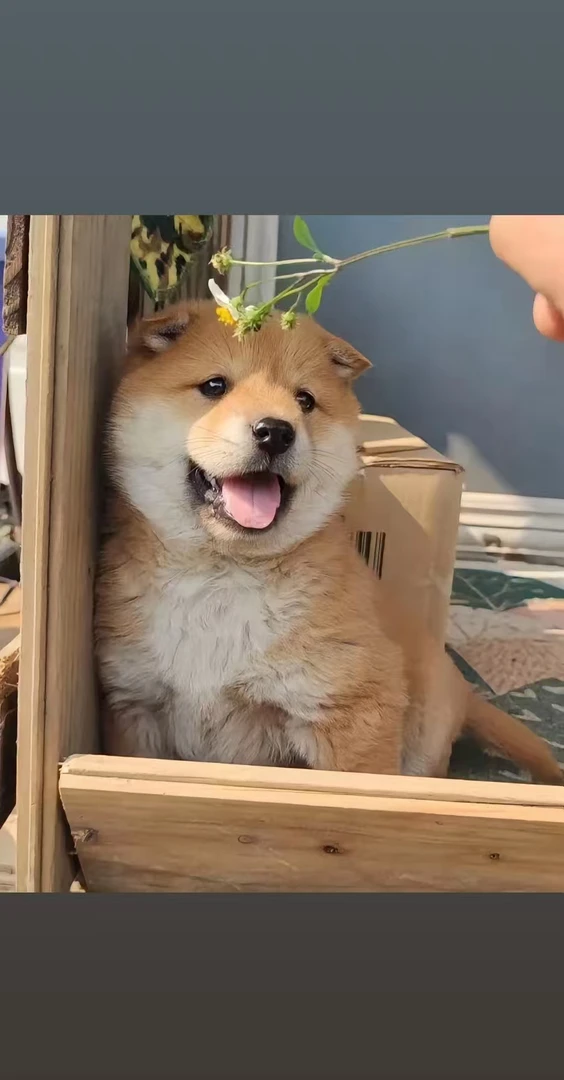 大数据-广西纯种土松幼犬 点击查看 强烈