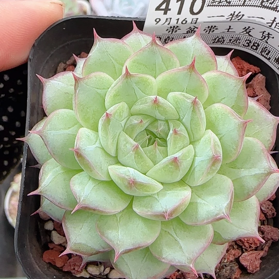 （***）多肉0916-410长睫毛