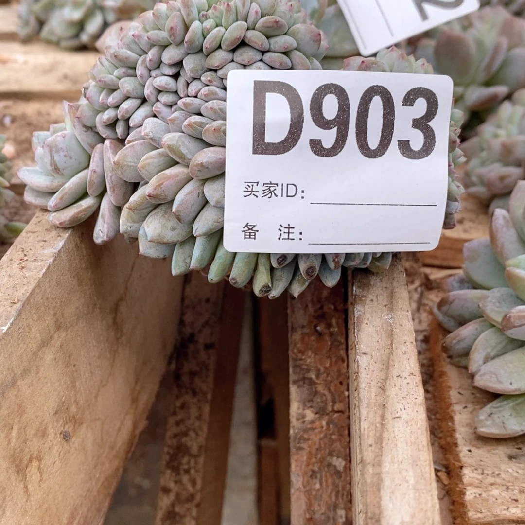 903突尼斯石榴籽缀