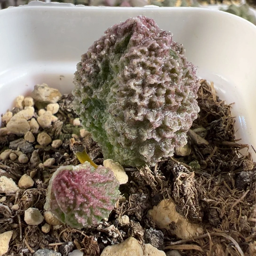实生新品大苗多肉植物水泡多肉植物