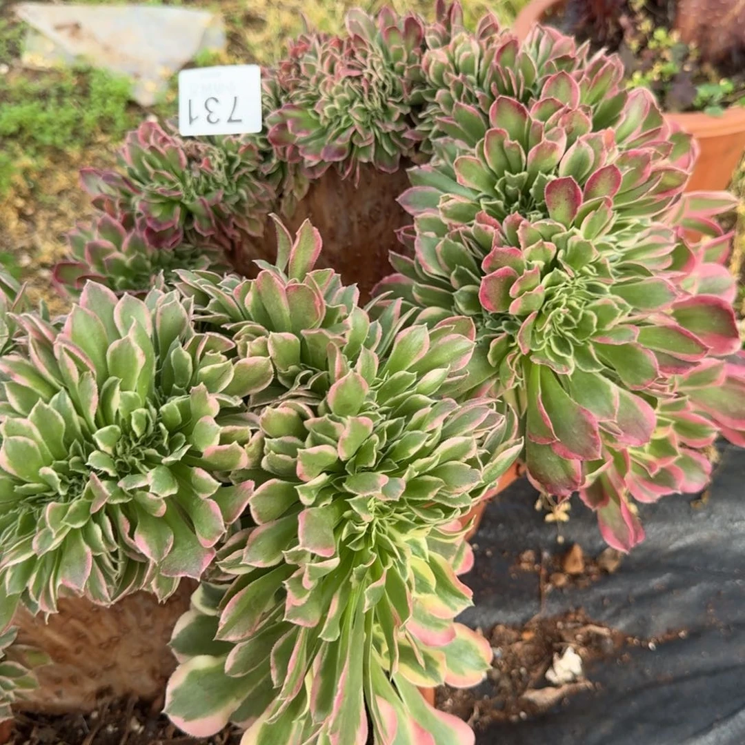 731白凤两颗740 缀化多肉植物满28包邮