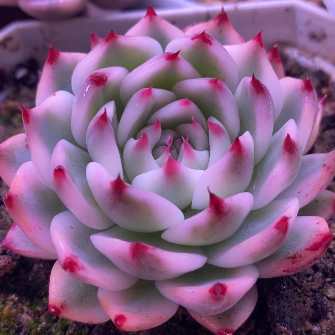 1064 多肉植物锦吉娃娃