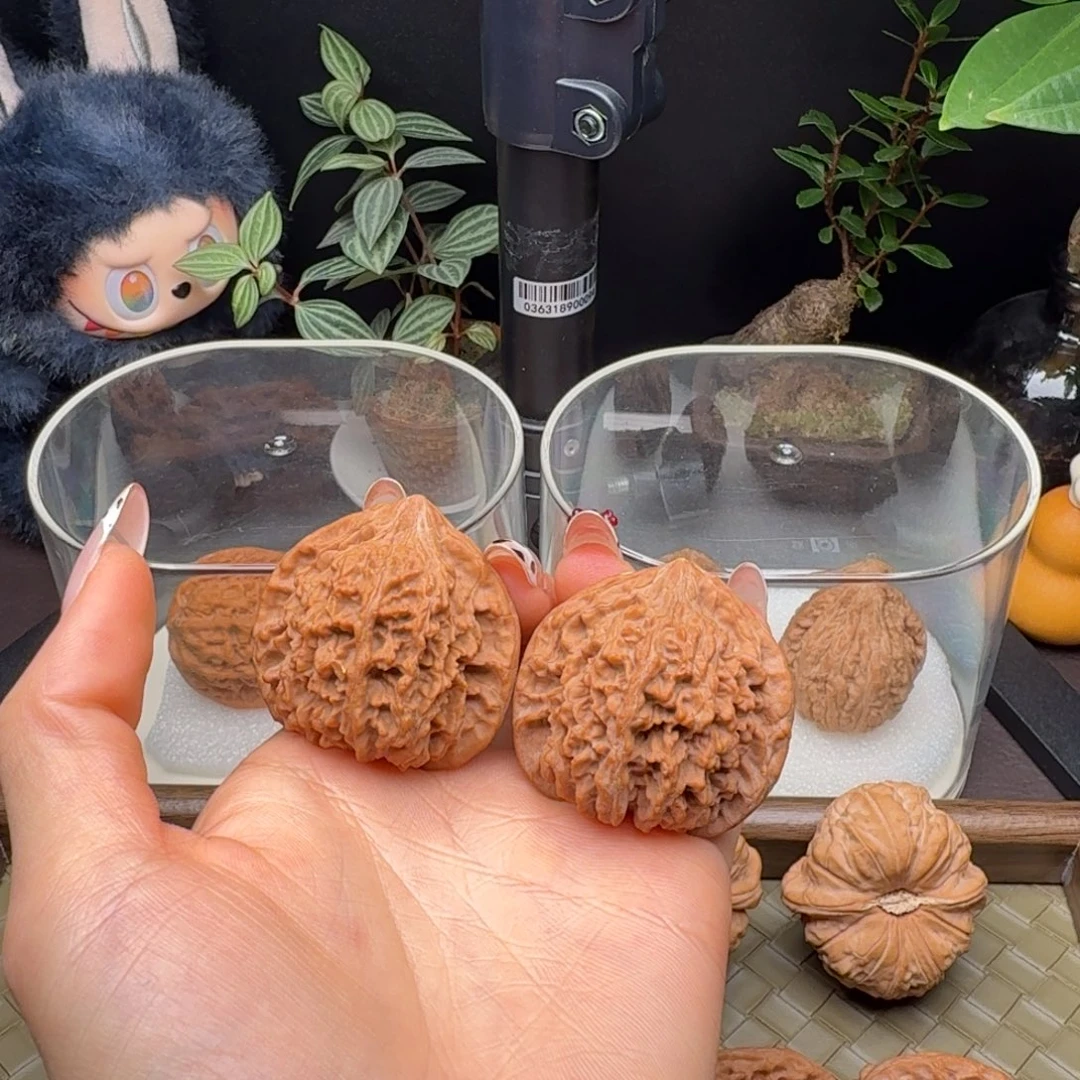 核桃全品满天星41