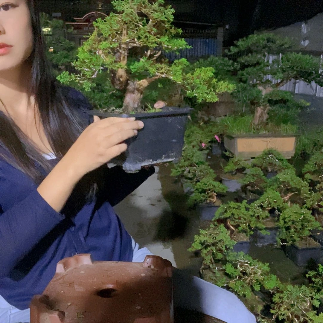 无花朵真柏盆景造型