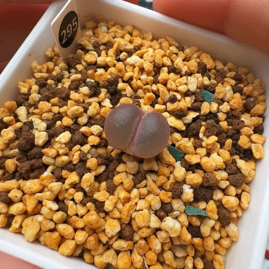 多肉植物福利风铃295