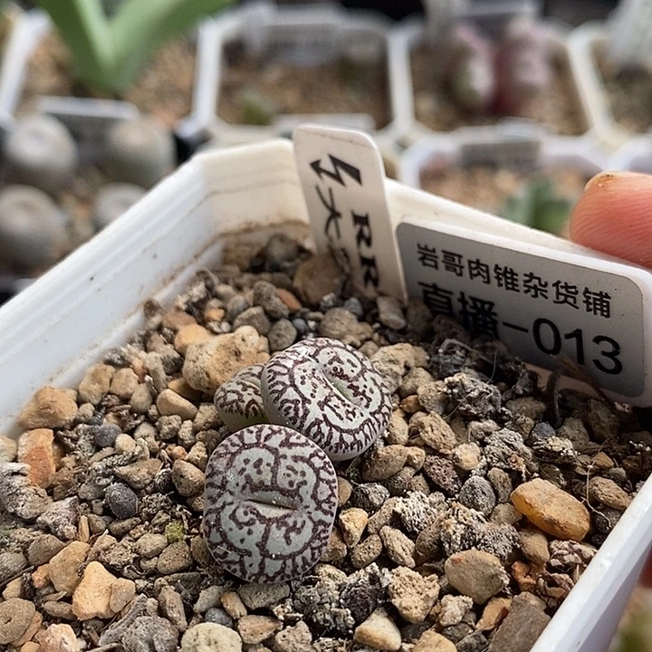 大熊种源RR714墨3头群
