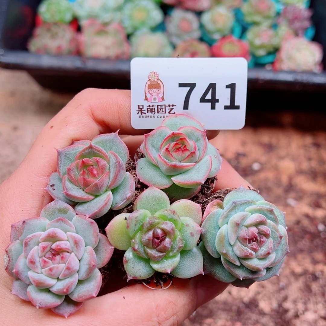 多肉植物多肉植物