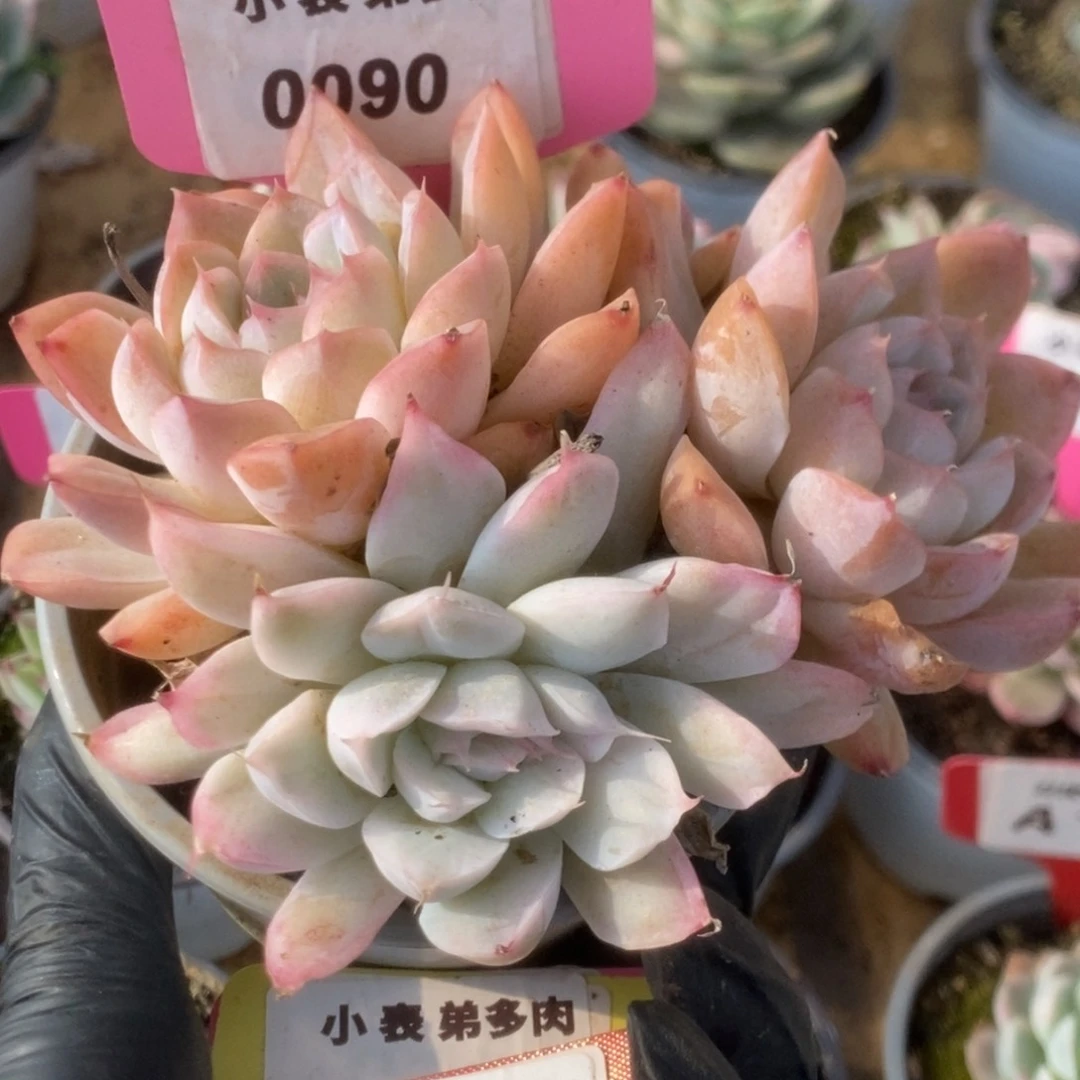 090辛普森锦锦锦锦锦锦