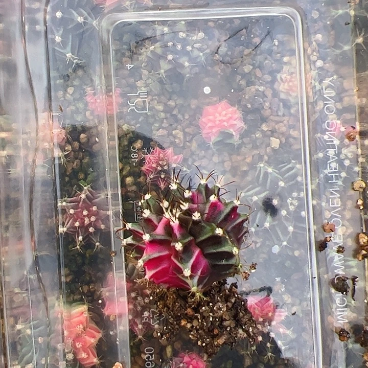 ****当前无花栽培后可以开花431