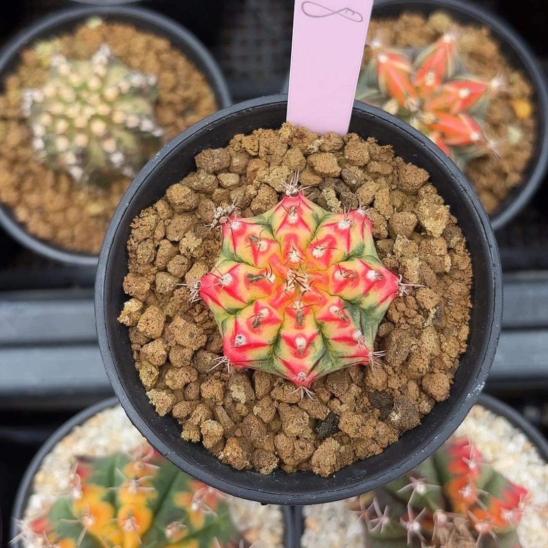 泰国米哈08-0220