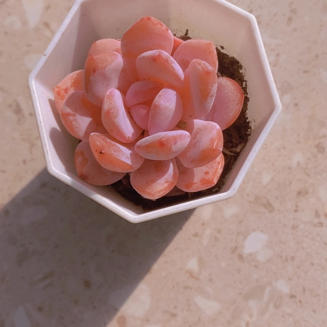 冰橙6cm多肉植物