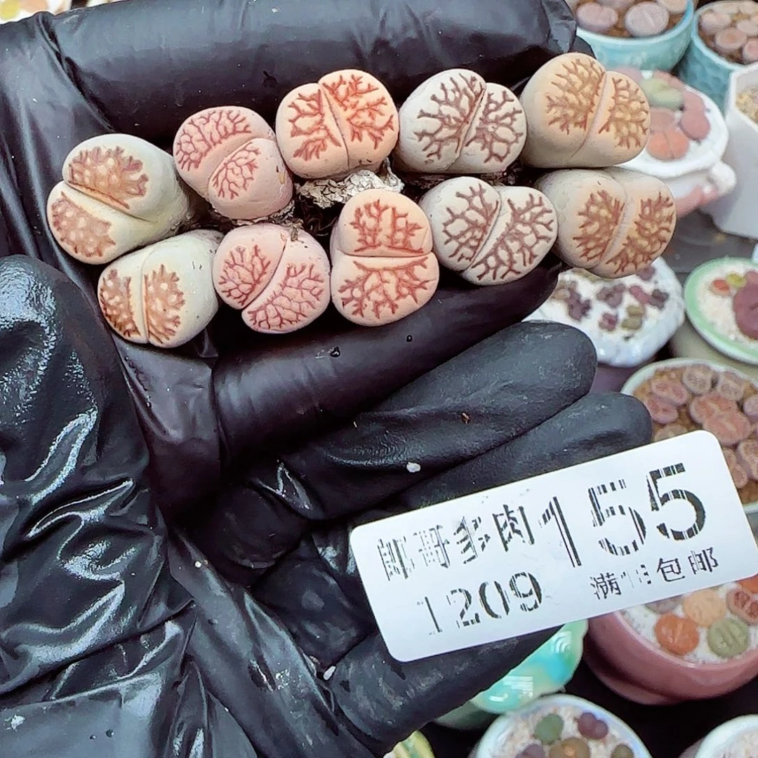 生石花满18包邮1209-155