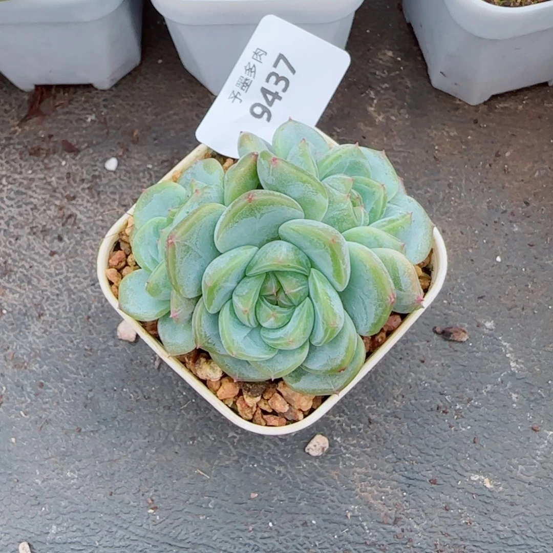 甜心群，9437多肉植物