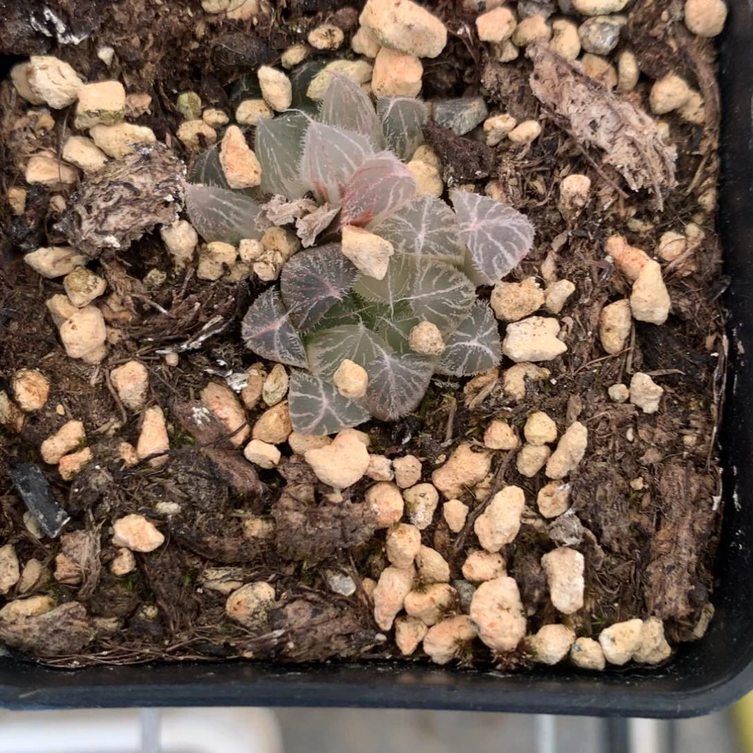 潦**狗糊斑毛玉露锦一物一拍