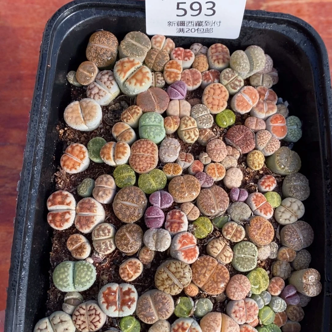 感谢您的光临，00593